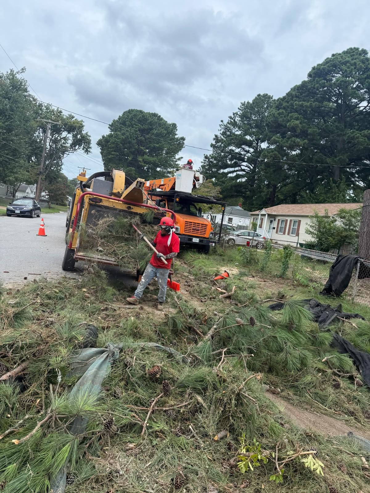 Professional tree and lawn service project