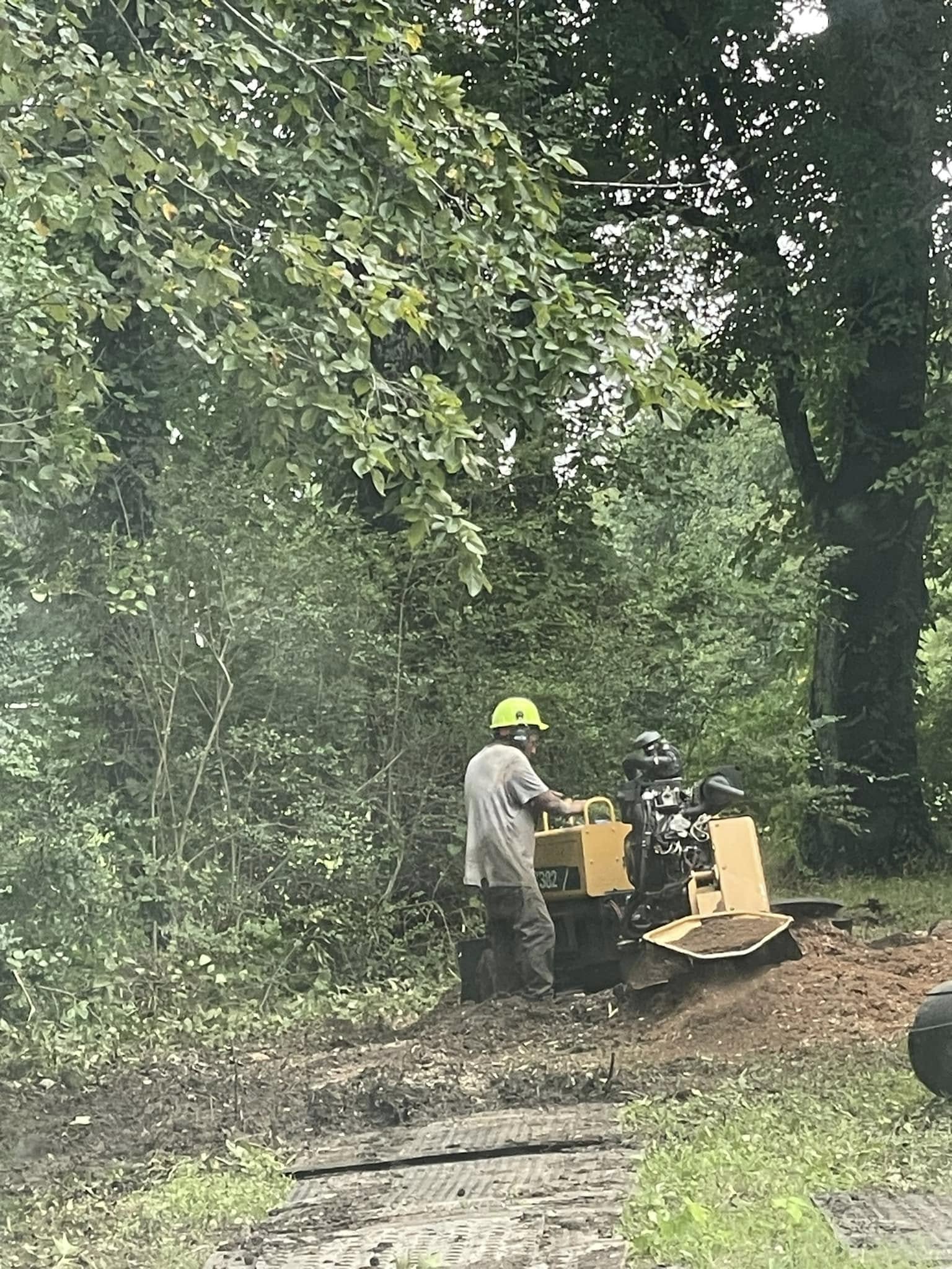 Tree and Stump Removal